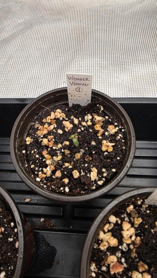 Pure Nirvana Photo Grow. Week 1 - Wonder Woman 