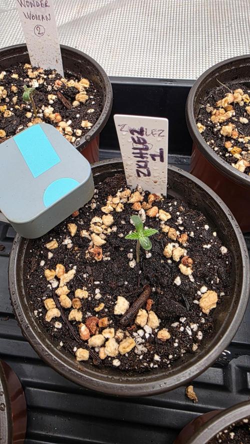 Pure Nirvana Photo Grow. Week 1 - Zkittlez 1