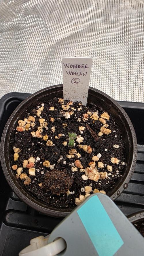 Pure Nirvana Photo Grow. Week 1 - Wonder Woman 2