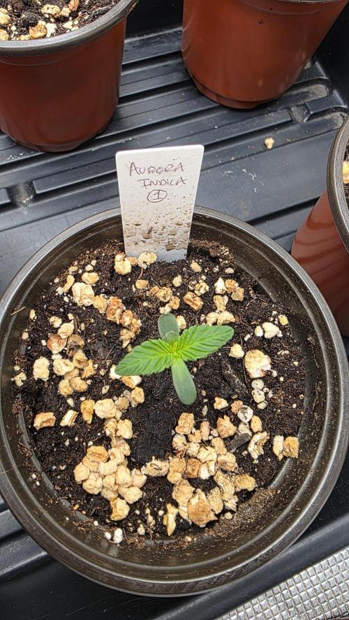 Pure Nirvana Photo Grow. Week 1 - Aurora Indica 3