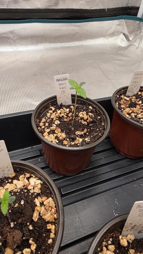 Pure Nirvana Photo Grow. Week 1