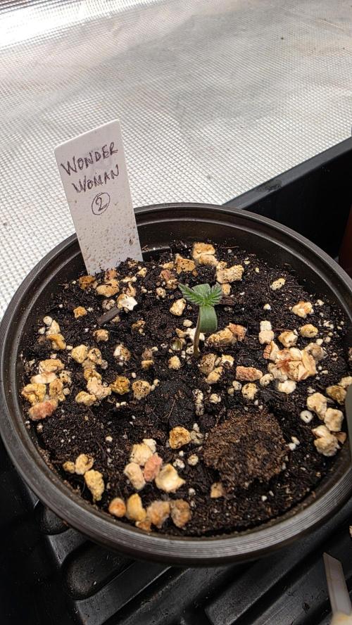 Pure Nirvana Photo Grow. Week 1 - Wonder Woman 2