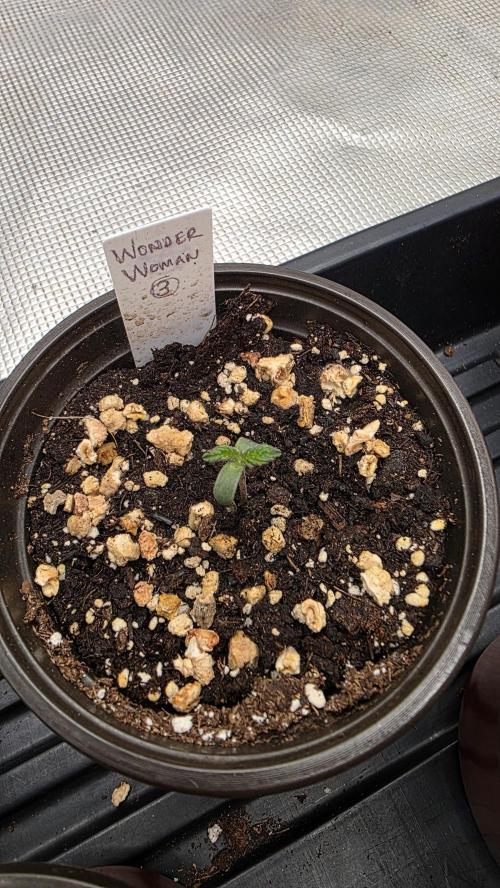 Pure Nirvana Photo Grow. Week 1 - Wonder Woman 3