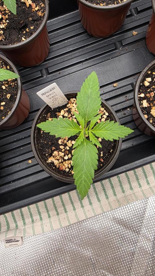 Pure Nirvana Photo Grow. Week 2 - 7/23