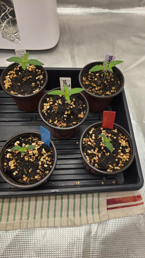 Pure Nirvana Photo Grow. Week 2 - 7/22