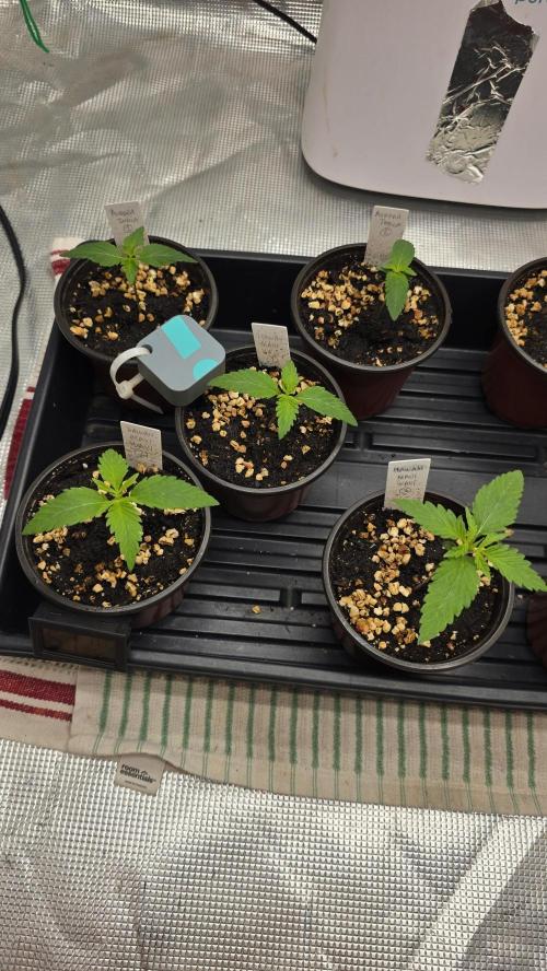 Pure Nirvana Photo Grow. Week 2 - 7/23