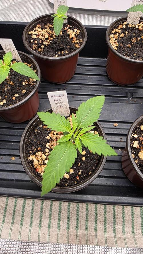 Pure Nirvana Photo Grow. Week 2 - 7/23