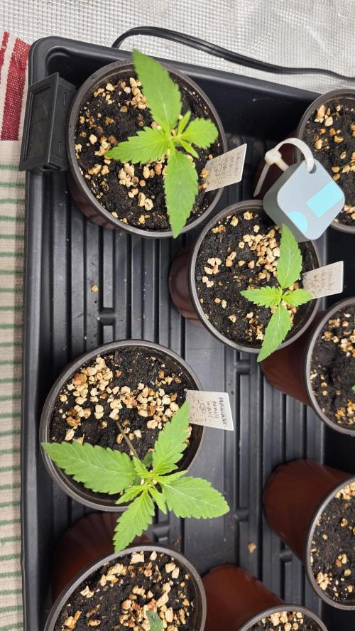 Pure Nirvana Photo Grow. Week 2 - 7/23