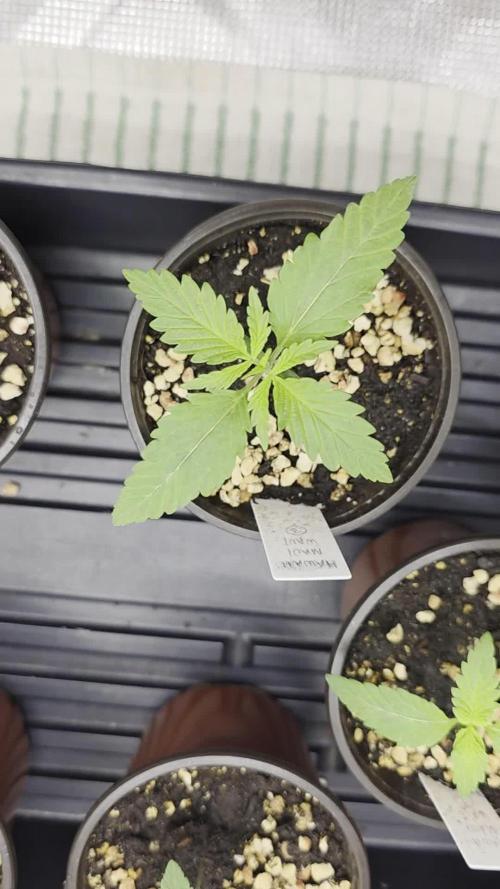 Pure Nirvana Photo Grow
