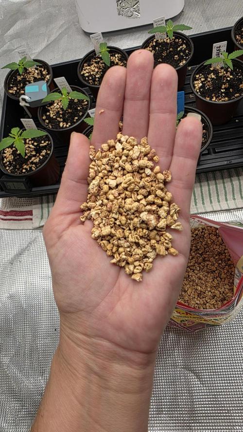 Pure Nirvana Photo Grow. Week 2 - Mosquito Bits are my fav IPM to prevent fungus gnats.