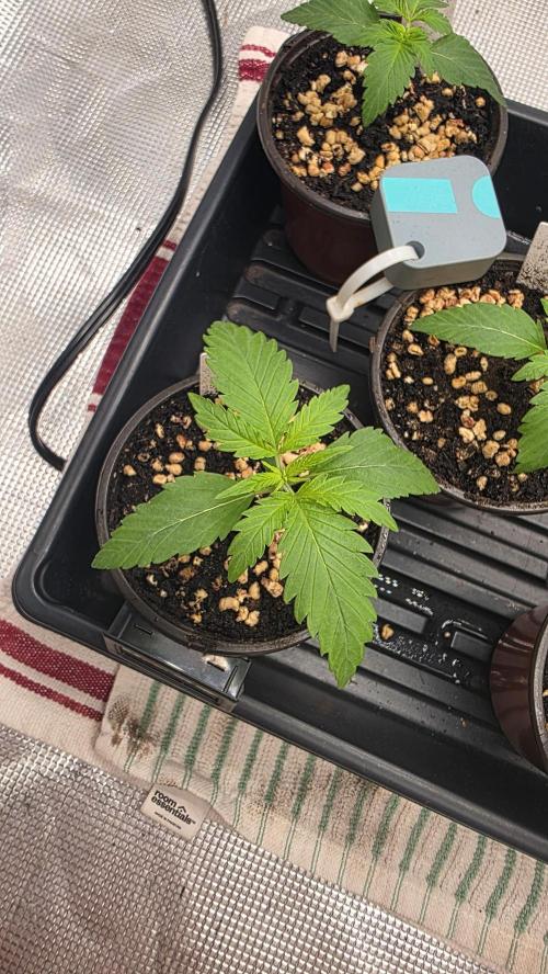 Pure Nirvana Photo Grow. Week 2 - 7/24