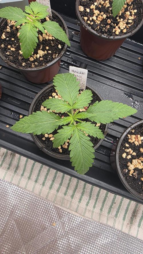 Pure Nirvana Photo Grow. Week 2 - 7/24