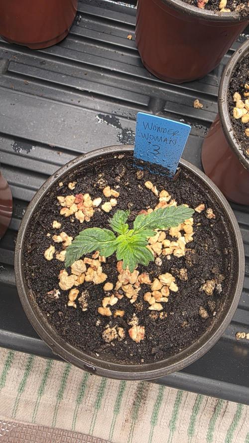Pure Nirvana Photo Grow. Week 2 - 7/24
