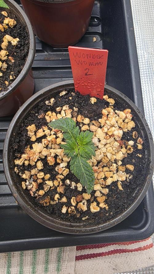 Pure Nirvana Photo Grow. Week 2 - 7/24