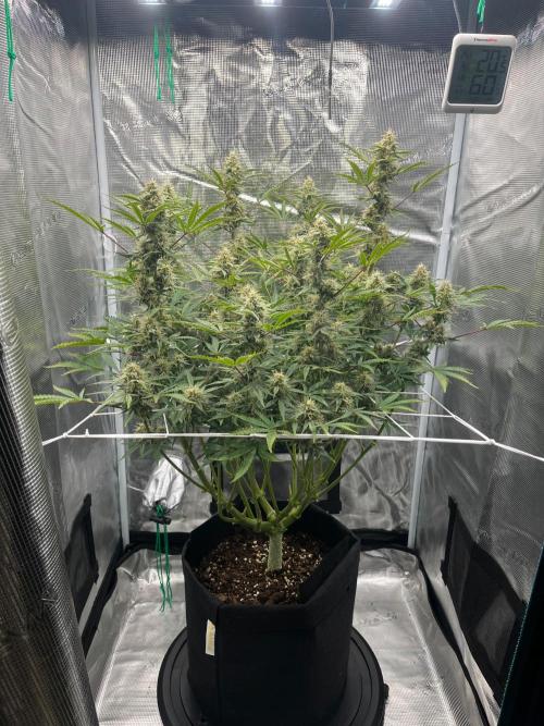 Green Gelato Automatic. Week 9