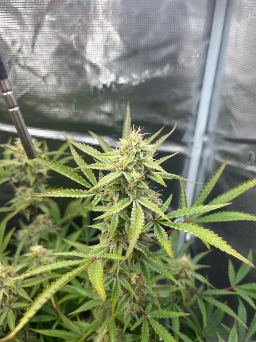 Green Gelato Automatic. Week 9