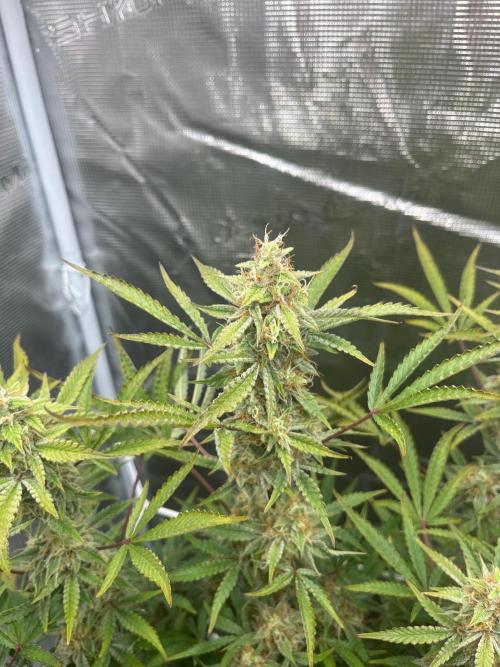 Green Gelato Automatic. Week 10