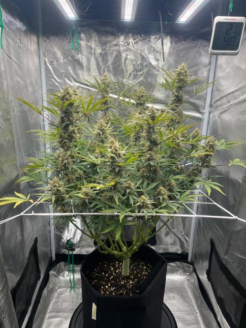 Green Gelato Automatic. Week 10