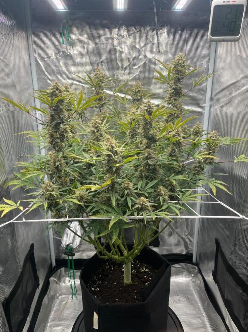 Green Gelato Automatic. Week 10