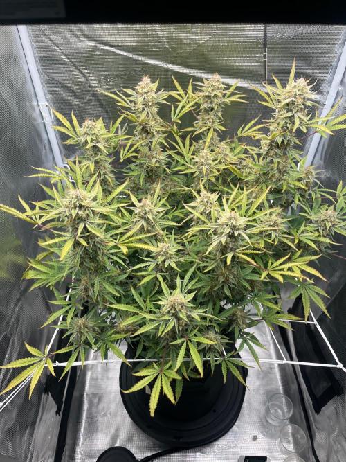 Green Gelato Automatic. Week 11