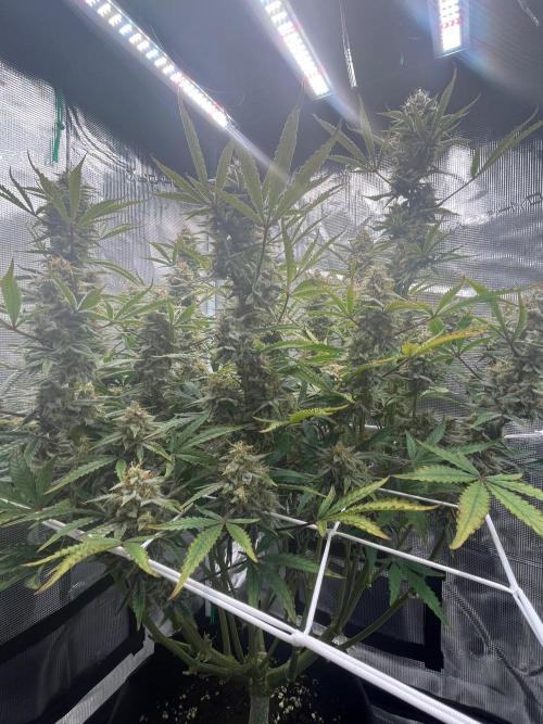 Green Gelato Automatic. Week 11