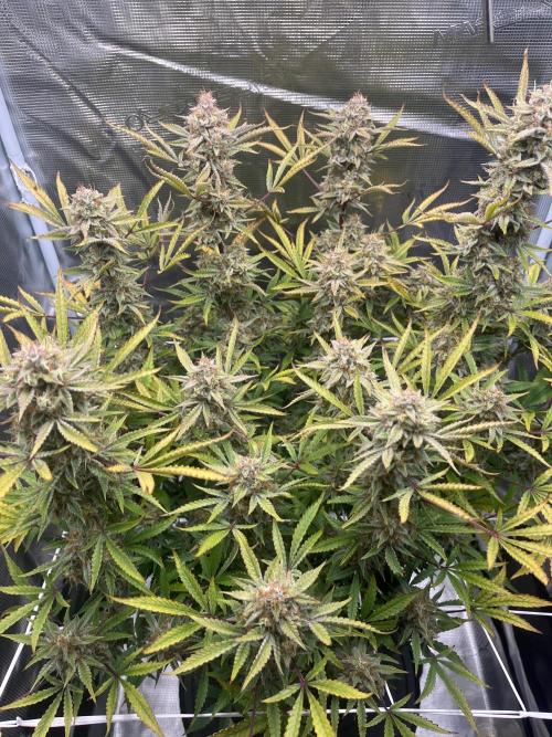 Green Gelato Automatic. Week 11