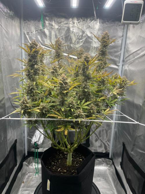 Green Gelato Automatic. Week 12