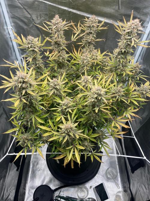 Green Gelato Automatic. Week 13