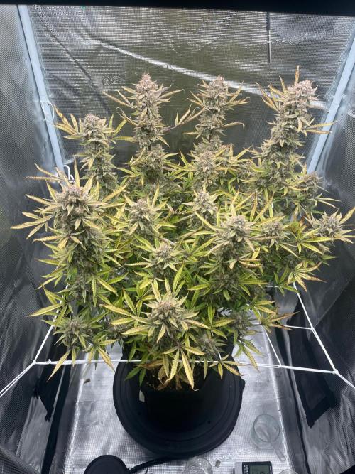 Green Gelato Automatic. Week 14