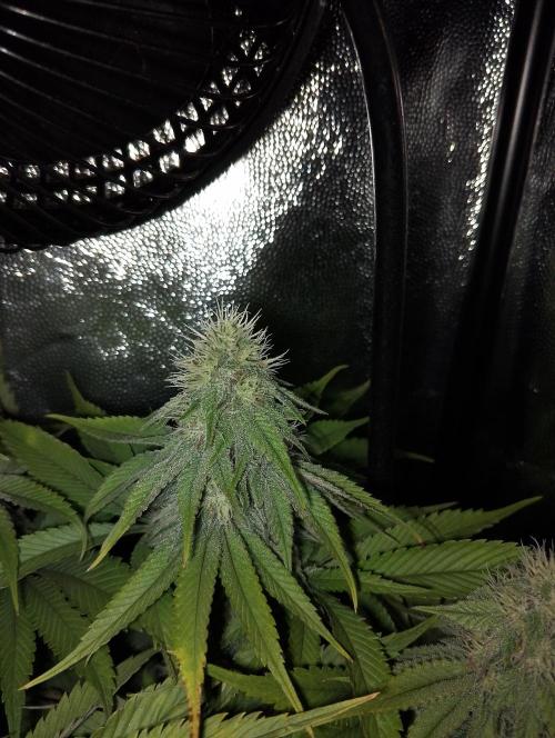 Bad microgrow. Week 4