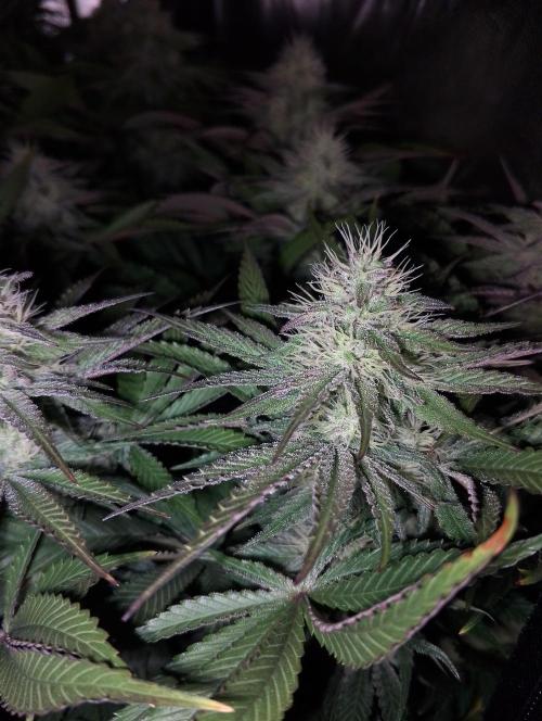 Bad microgrow. Week 4