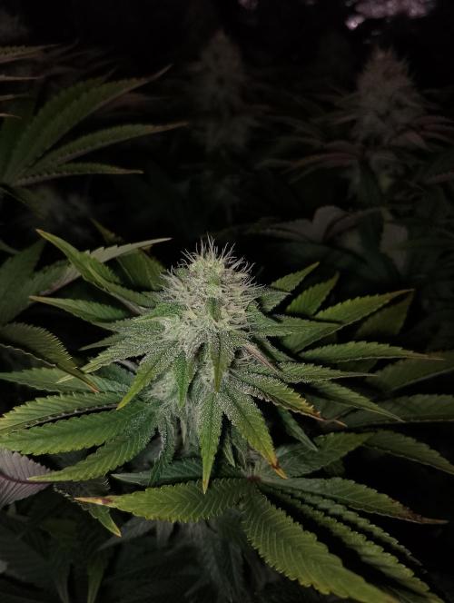 Bad microgrow. Week 4