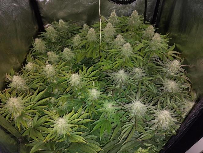 Bad microgrow. Week 4