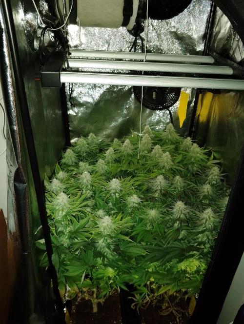 Bad microgrow. Week 5