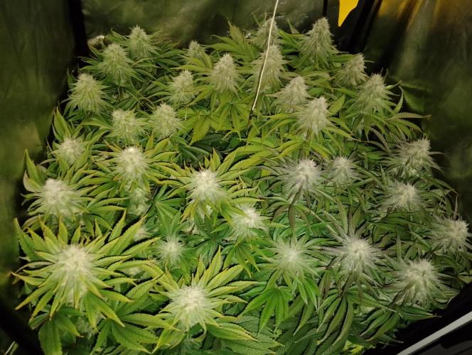 Bad microgrow. Week 5