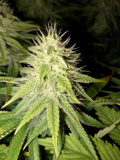 Bad microgrow. Week 5