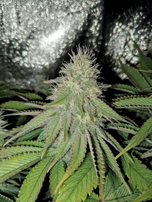 Bad microgrow. Week 5