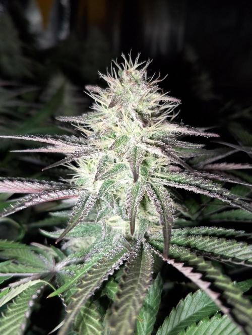 Bad microgrow. Week 5