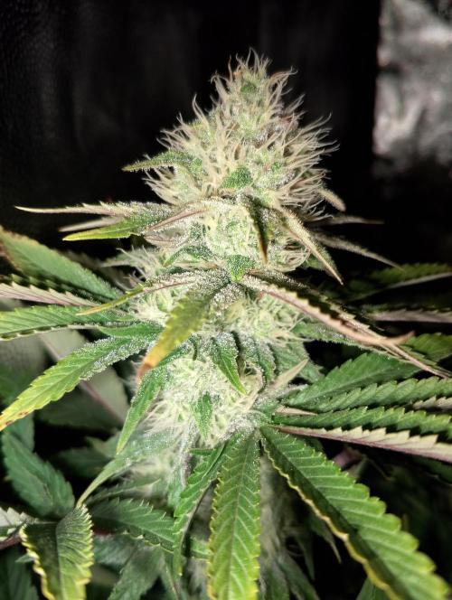 Bad microgrow. Week 5