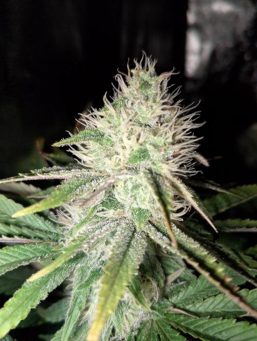 Bad microgrow. Week 5