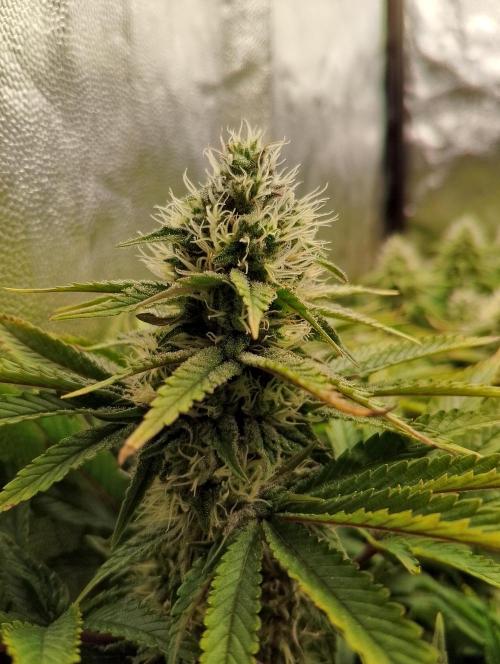 Bad microgrow. Week 5