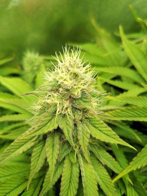 Bad microgrow. Week 5