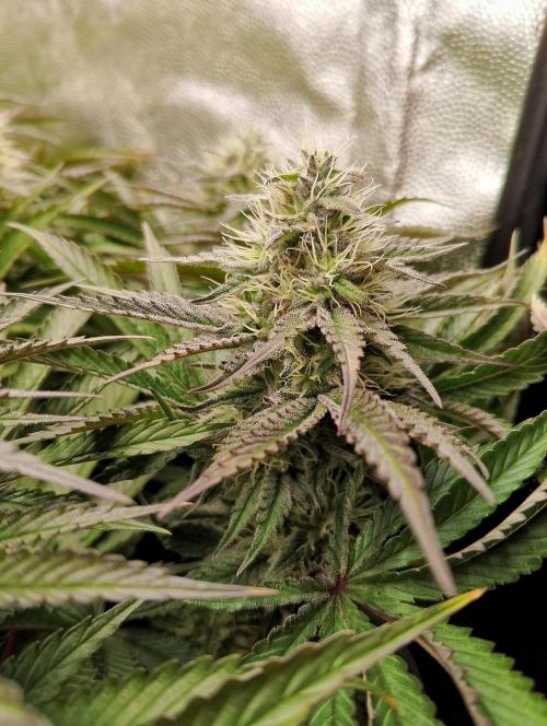 Bad microgrow. Week 5