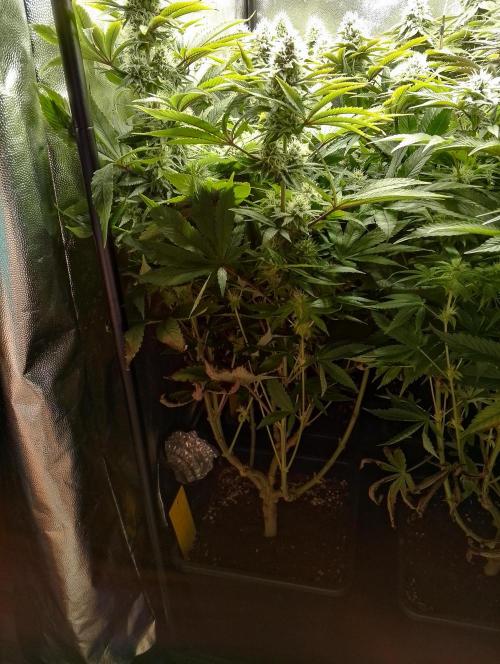 Bad microgrow. Week 5