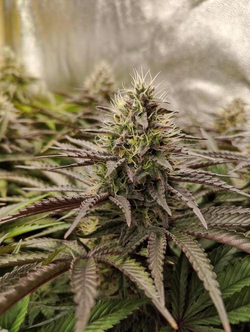 Bad microgrow. Week 6