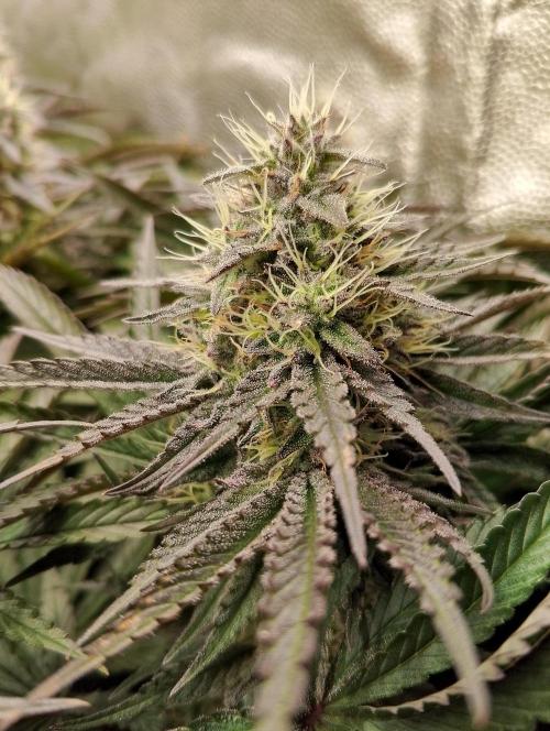 Bad microgrow. Week 6