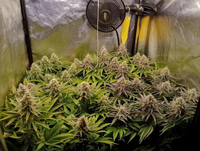 Bad microgrow. Week 6