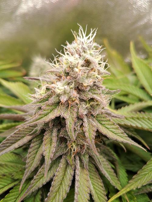 Bad microgrow. Week 6