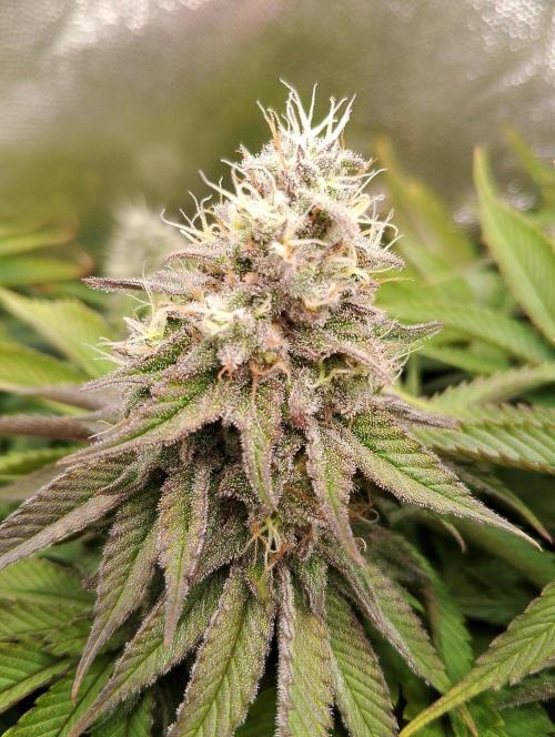 Bad microgrow. Week 6