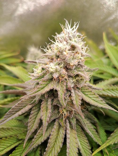 Bad microgrow. Week 6